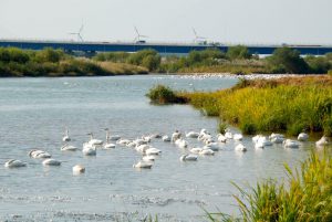 Mogami-gawa Swan Park