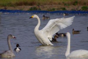 Swans in Chiba