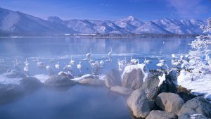 Swans in Kotan Hot Spring in Kussharo-ko Lake in Hokkaido