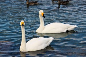 Swans in Matsuhima, Japan