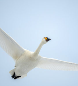 The beautiful, white Bewick's Swan flying in the winter sky of Japan