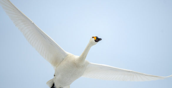 The beautiful, white Bewick's Swan flying in the winter sky of Japan