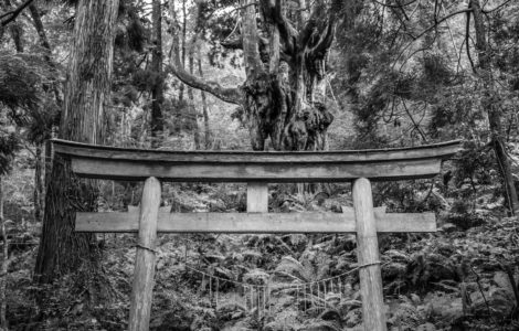 Viewed from a hiking trail, a black and white photo of an old, weathered, sacred Shinto torii gate in a dense jungle rainforest on an island in Japan.