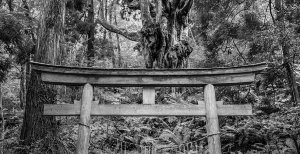 Viewed from a hiking trail, a black and white photo of an old, weathered, sacred Shinto torii gate in a dense jungle rainforest on an island in Japan.