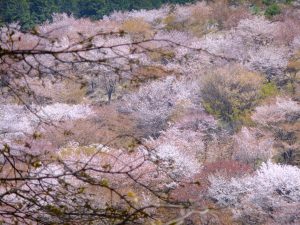 Cherry blossoms in Mt. Yoshino