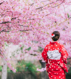 Asian woman wearing kimono with cherry blossoms, sakura in Japan.