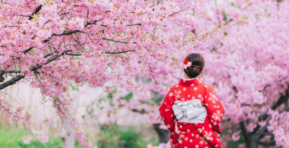 Asian woman wearing kimono with cherry blossoms, sakura in Japan.