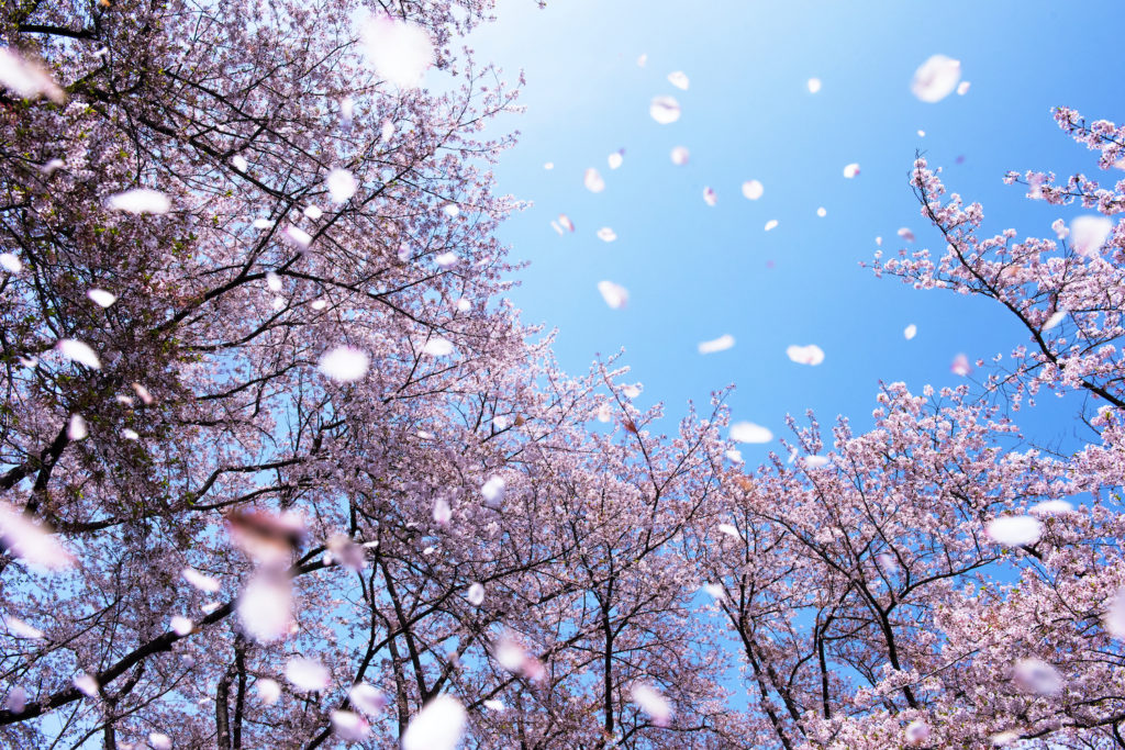 Sakura: History of the Most Iconic Flower of Japanese Spirit – Japanese ...