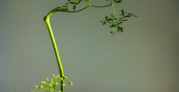 Flower arrangement with a minimum number of plants in a shallow base. Ikebana.