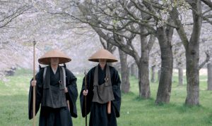 Zen Buddhist monks walking under the cherry blossom