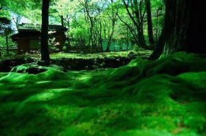 The Moss Garden